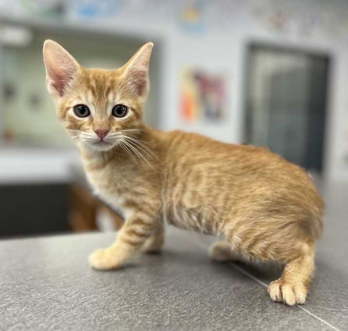 Photo of Kokomo