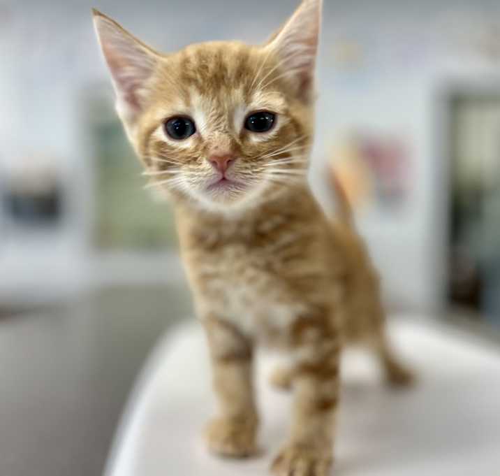 Photo of Tiki