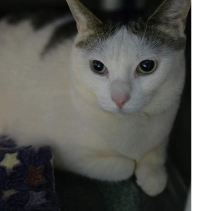 Photo of Juniper