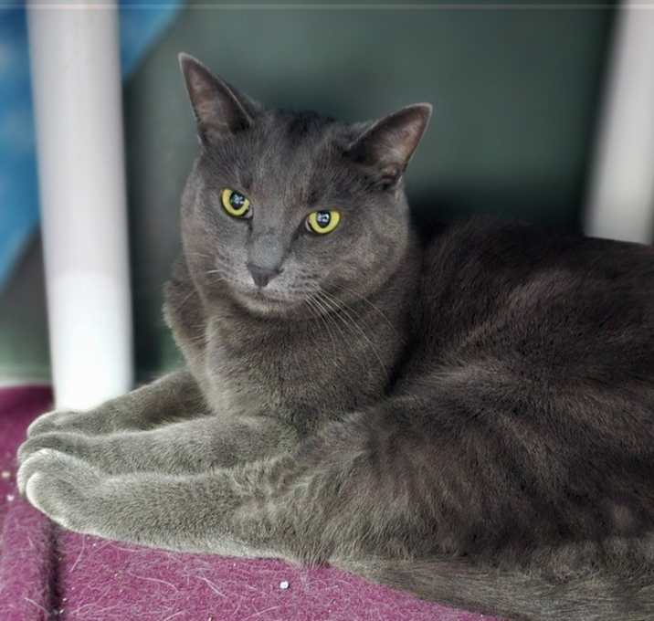 Photo of Lilac