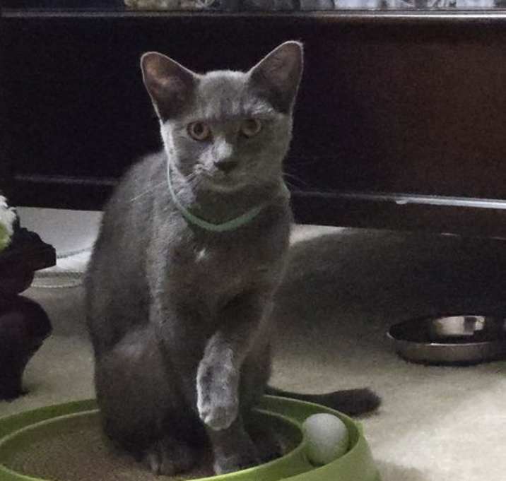 Photo of Arizona Grey