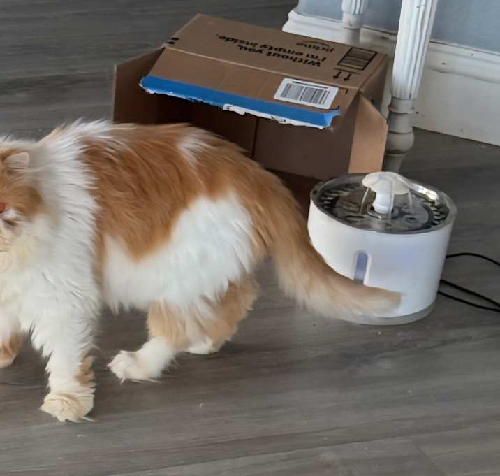 Photo of Shortcake