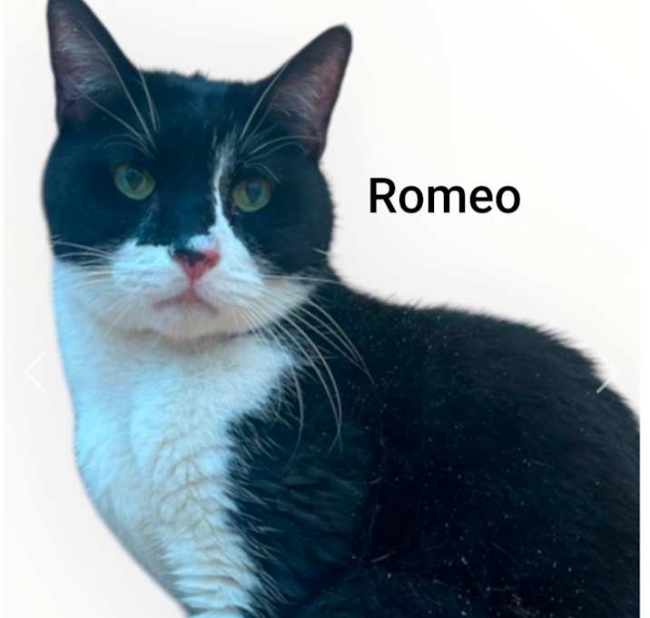 Photo of Romeo