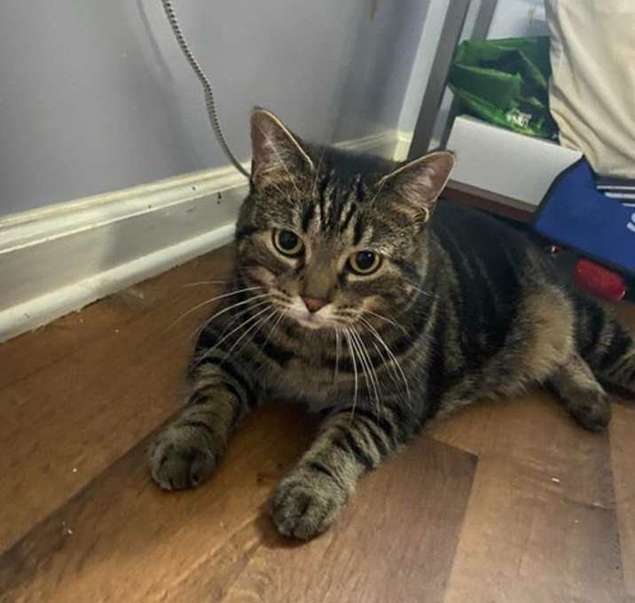 Photo of Nala