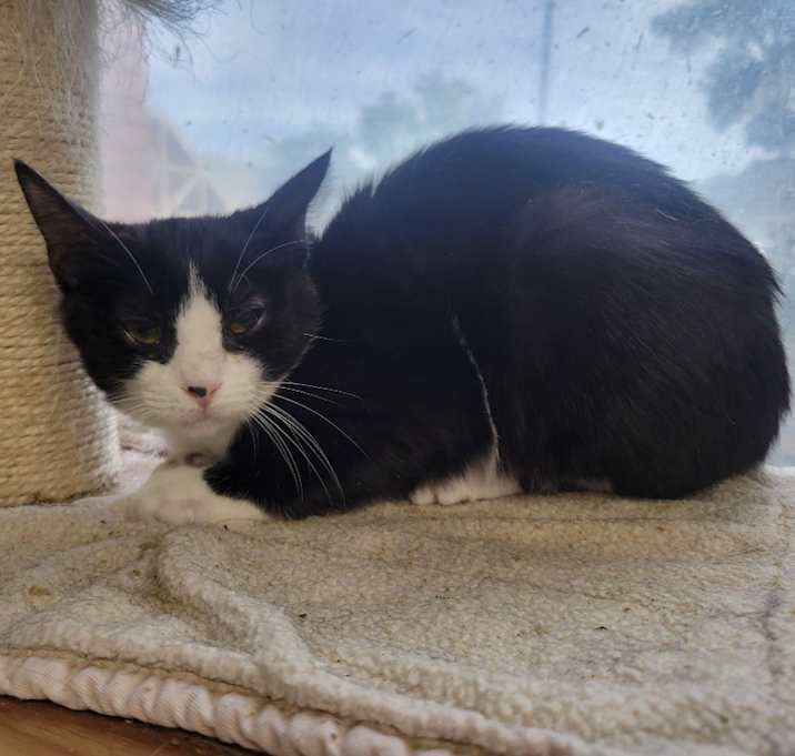 Photo of Crouton