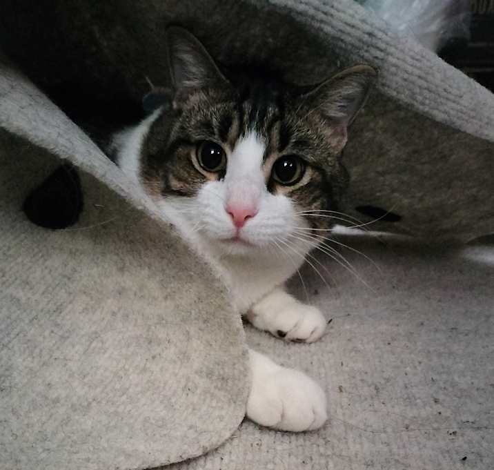Photo of Frankie