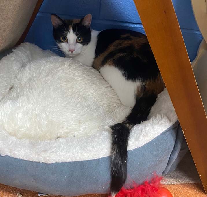 Photo of PeekaBoo