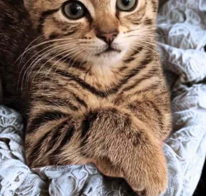 Photo of Pepper