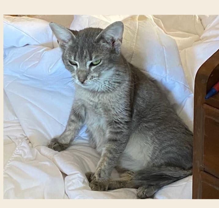 Photo of Wispie is LOST