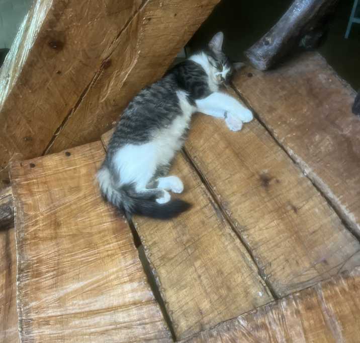 Photo of Momo