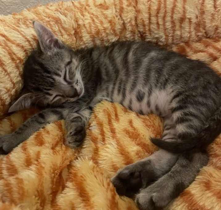 Photo of Mowgli (new)