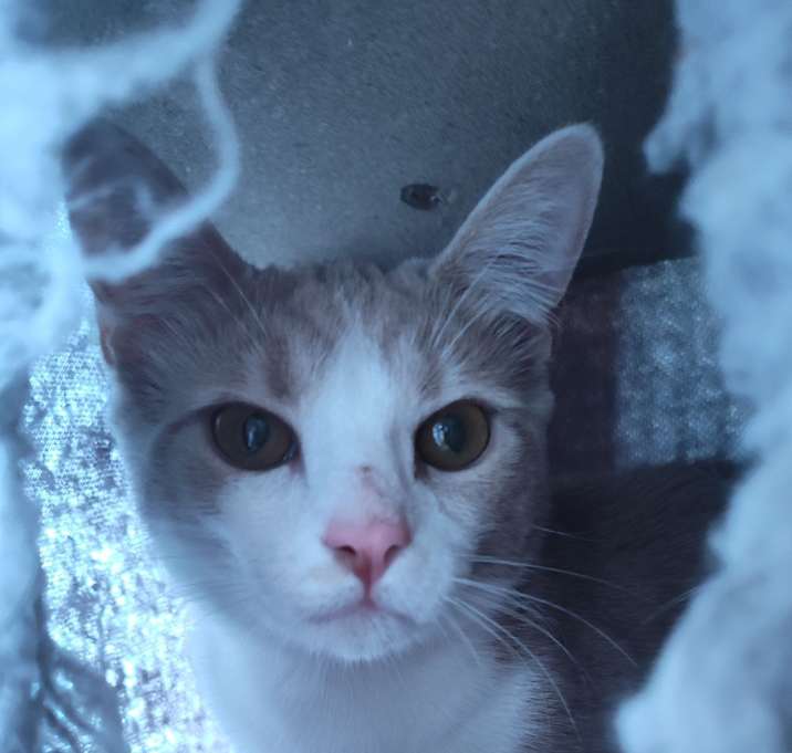 Photo of Kitty