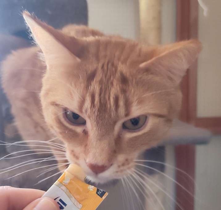Photo of Cheeto