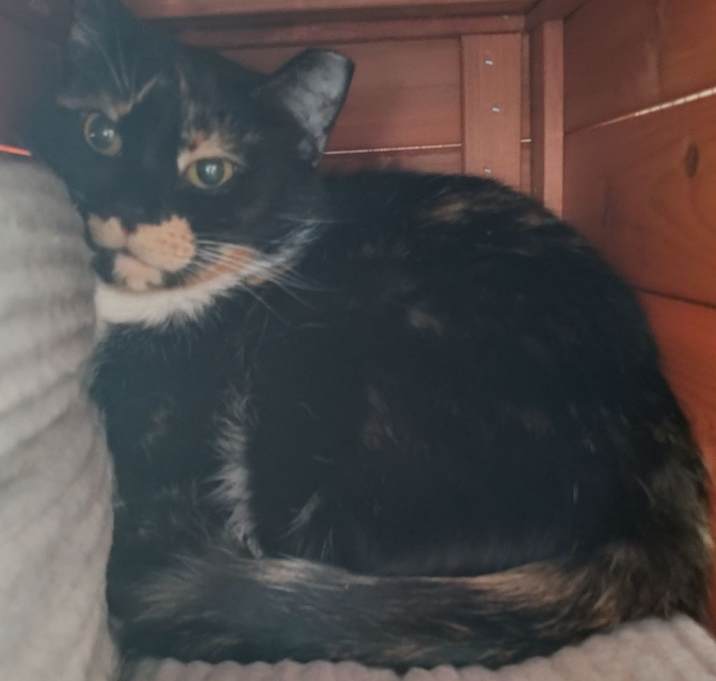 Photo of Torti