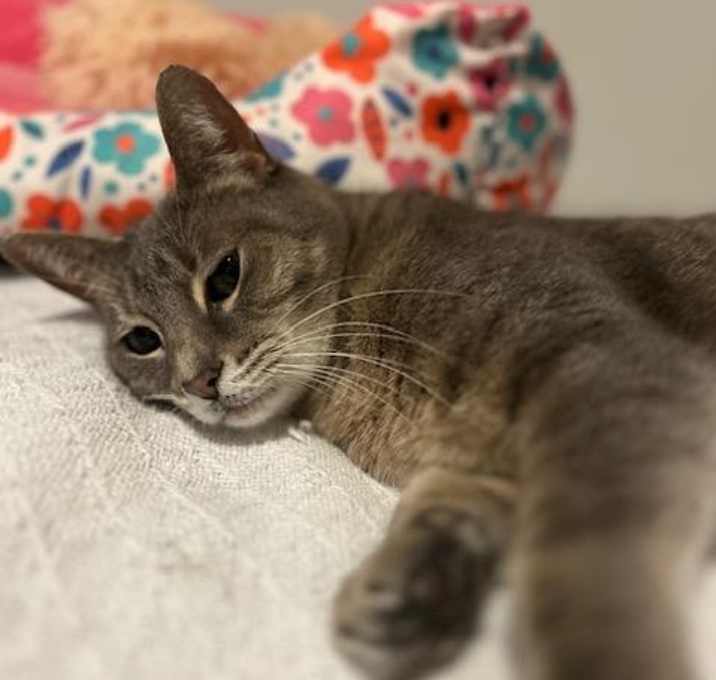 Photo of Oliver