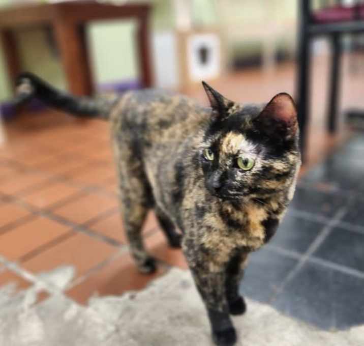 Photo of Macie Gracie the Gorgeous Tortie