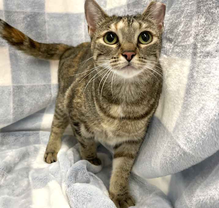 Photo of Sweet Pea