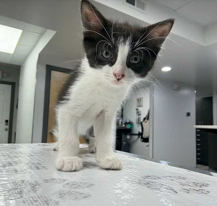Photo of Huckleberry