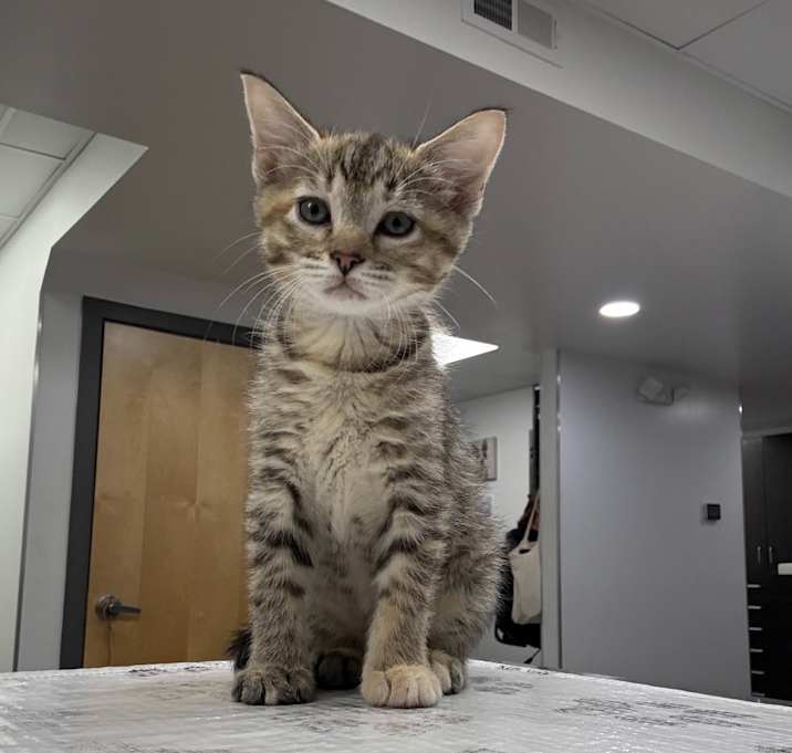 Photo of Kiwi