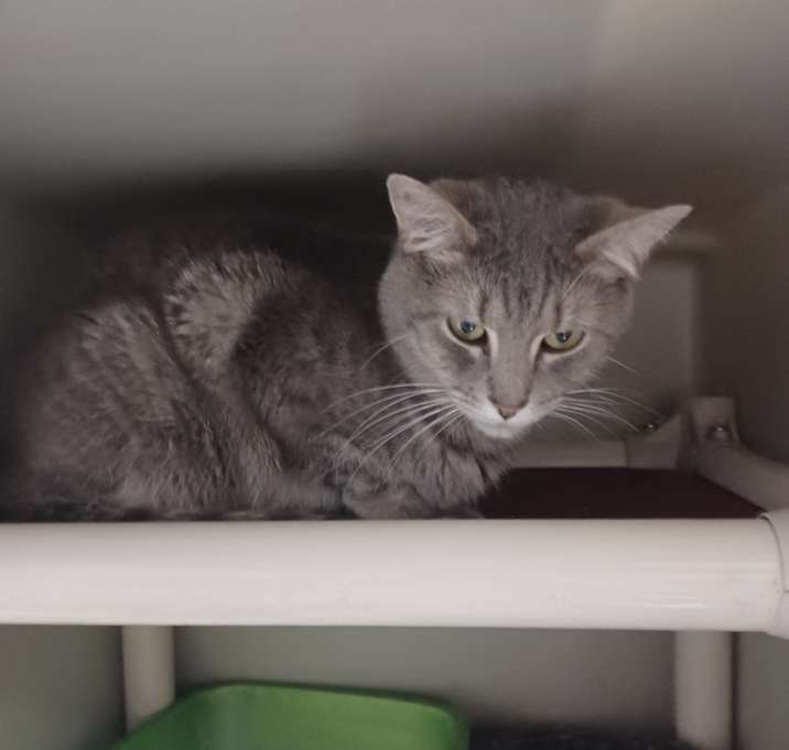 Photo of Benji