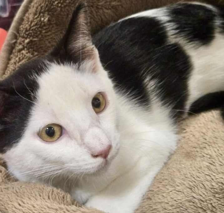 Photo of Wasabi