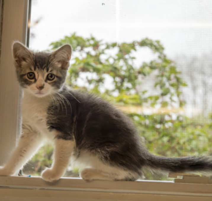Photo of Moxie
