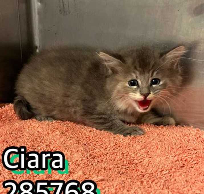 Photo of CIARA