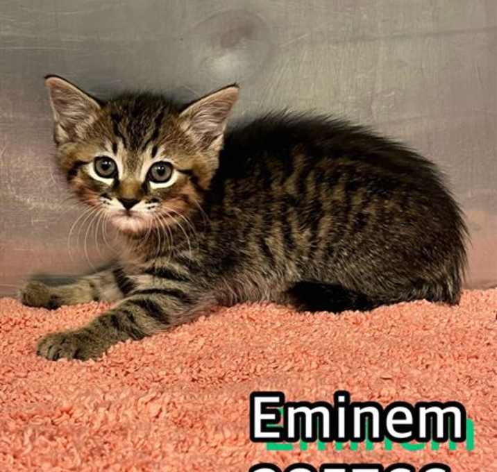Photo of EMINEM
