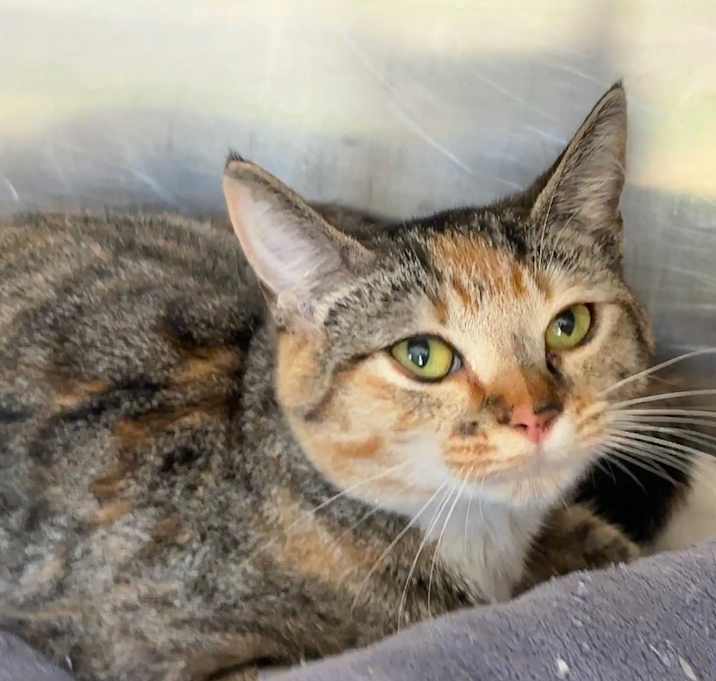 Photo of Pawsley