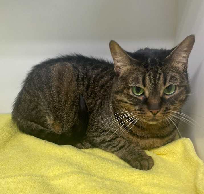 Photo of Huckleberry ~ Senior Girl!