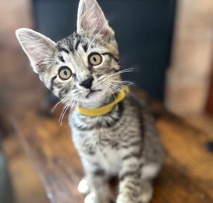 Photo of Scout