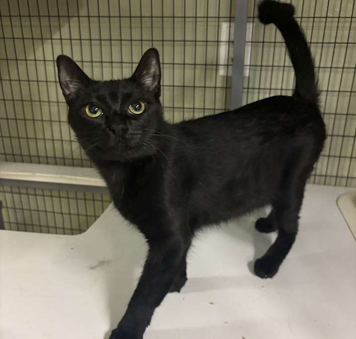 Photo of Shadow