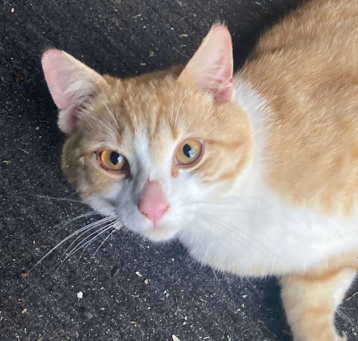 Photo of Tommy