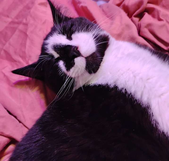 Photo of Joey