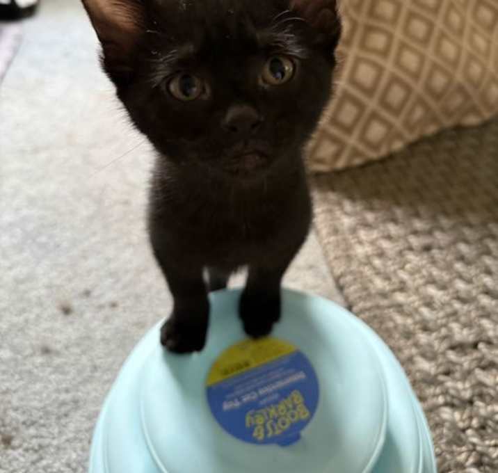 Photo of Mocha