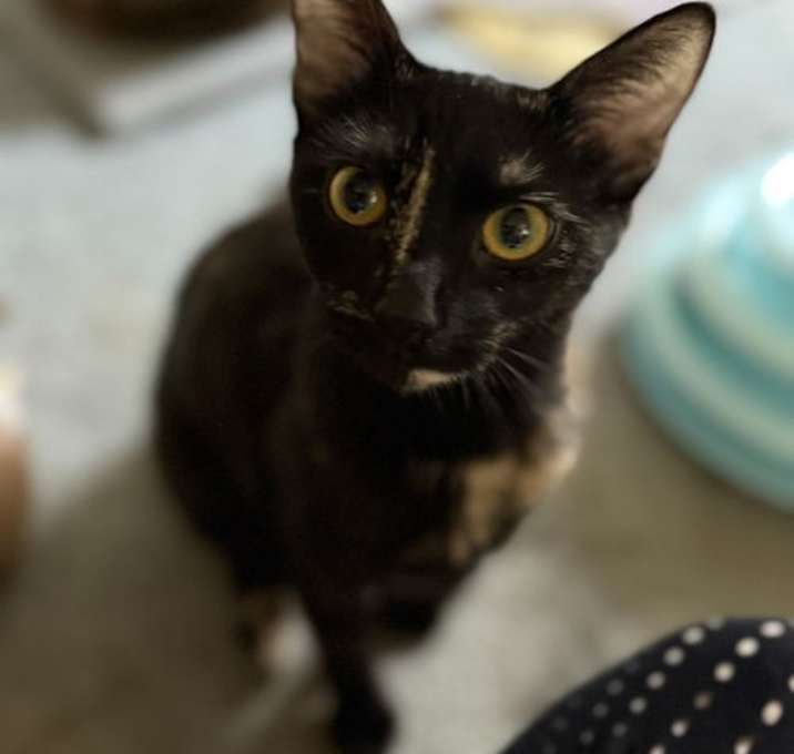 Photo of Luna