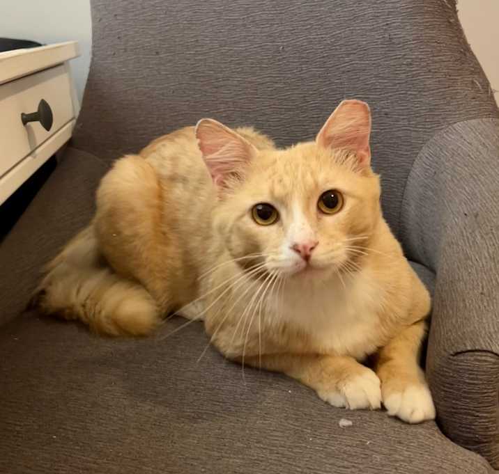 Photo of Rusty