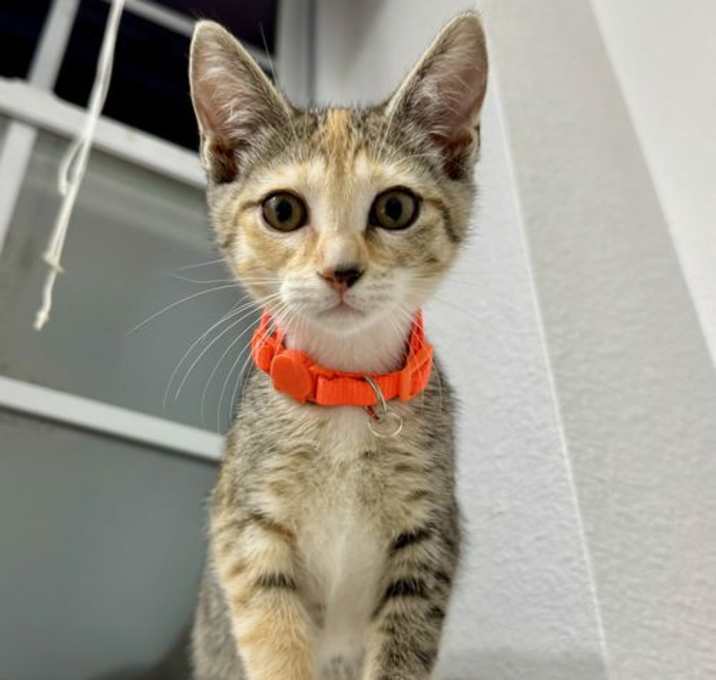 Photo of Clementine
