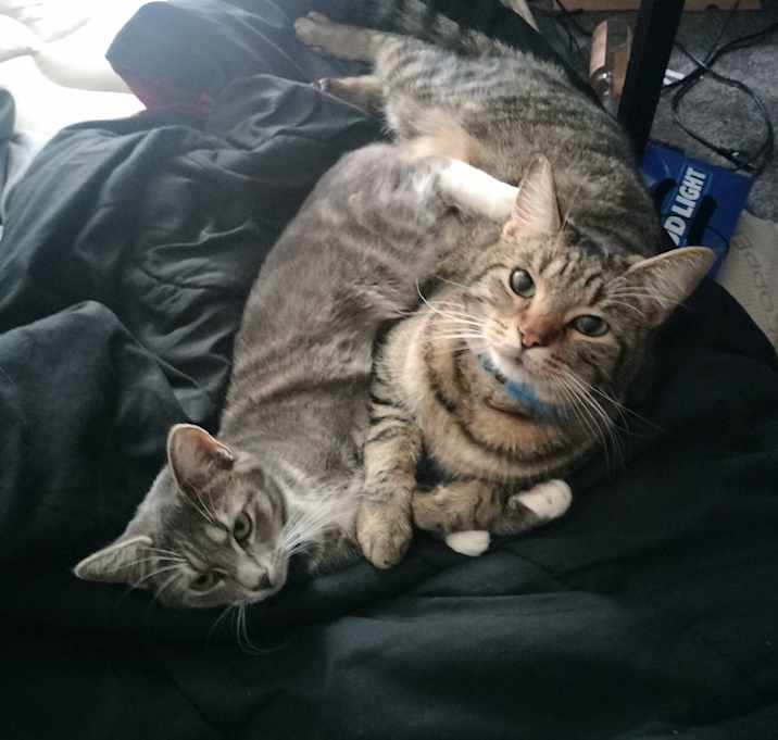 Photo of FatCat