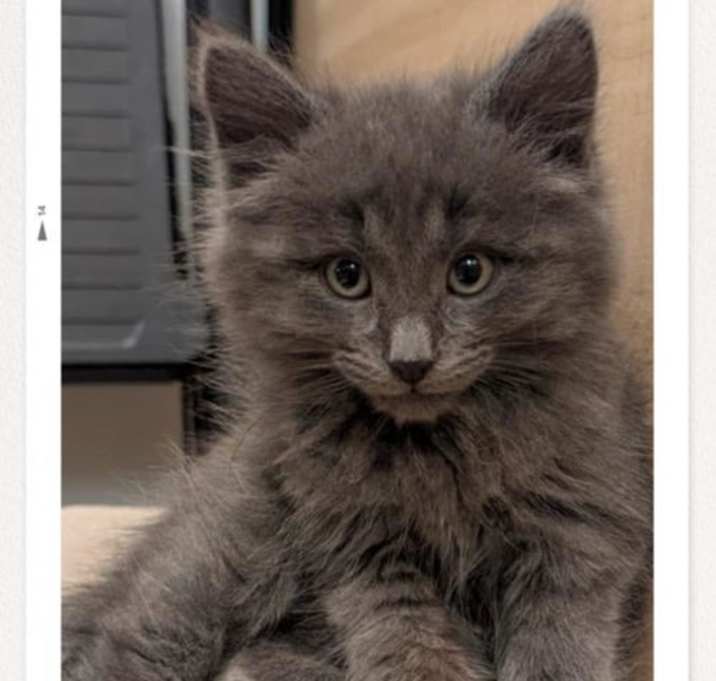 Photo of Azrael