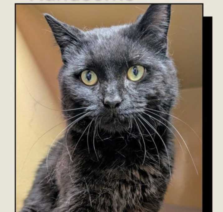 Photo of Handsome
