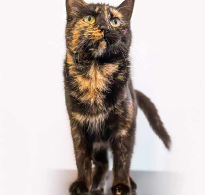 Photo of Raisin