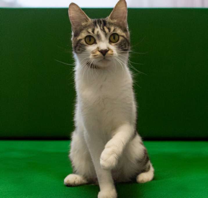Photo of Cookie