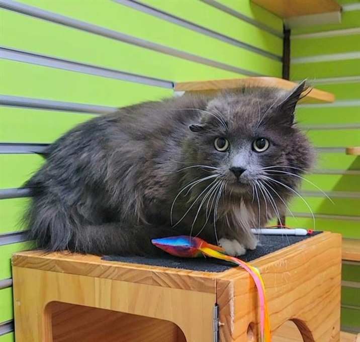 Photo of HAGRID