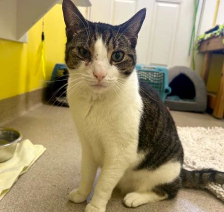 Photo of Kitty
