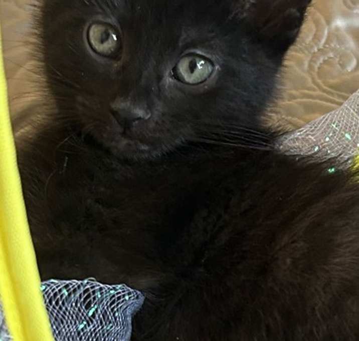 Photo of Skittles C4620