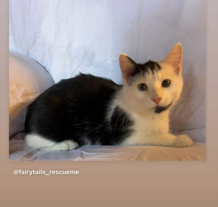 Photo of lily