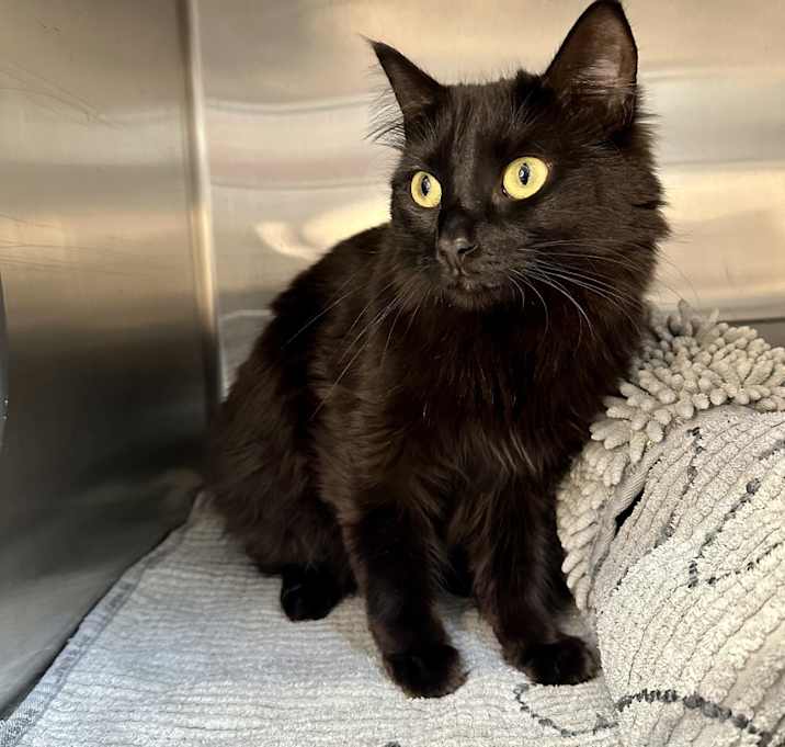 Photo of Ember