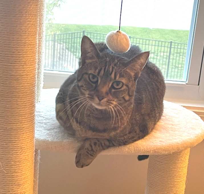 Photo of Teapot