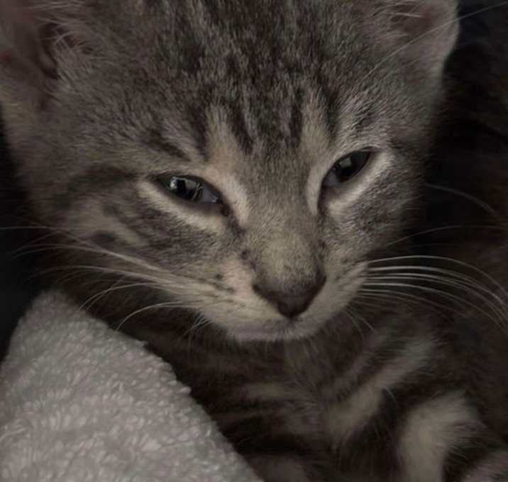Photo of Slate - Not at shelter (Debra)